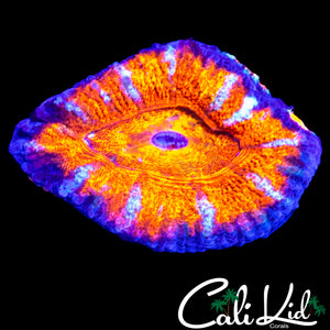 XL WHITE STRIPE ACAN LORD
