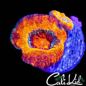 CK JAWBREAKER ACAN DOUBLE