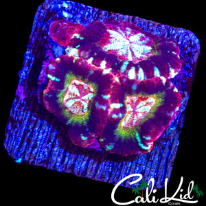 RARE ASIAN ACAN TRIPLE