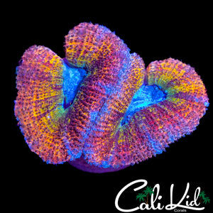BEN'S PRIVATE COLLECTION RAINBOW ACAN DOUBLE