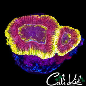 USC ACAN DOUBLE