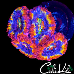 ULTIMATE RAINBOW ACAN QUAD