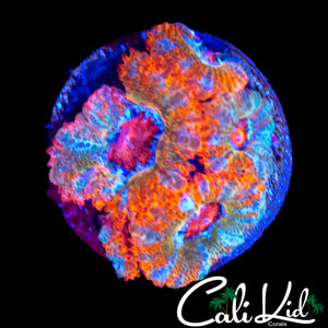 SUPER RARE ASIAN ACAN QUAD
