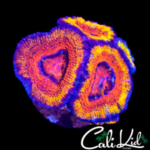 RAINBOW RING ACAN QUAD