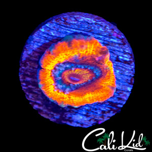MYSTERY ACAN