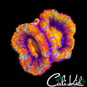 INSANE RAINBOW ACAN DOUBLE