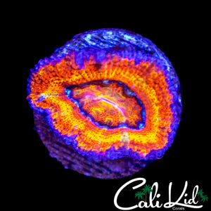 ELECTRIC EYE ACAN LORD