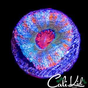 RARE 5 COLOR ACAN