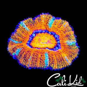 CK UNRELEASED RAINBOW ACAN