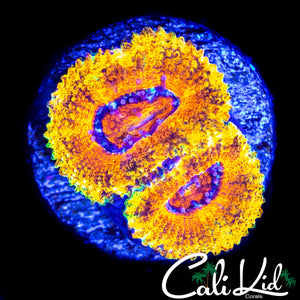 CK THE JEWELS ACAN DOUBLE