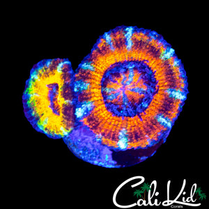 RARE RAINBOW ACAN MORPH DOUBLE
