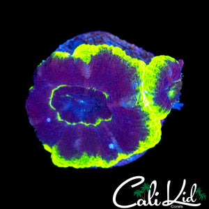 PPE ACAN DOUBLE