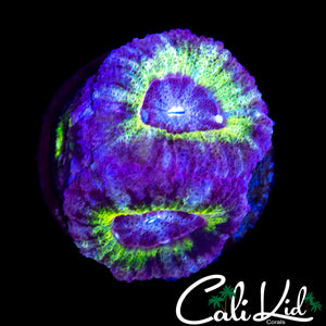 RARE ASIAN ACAN DOUBLE