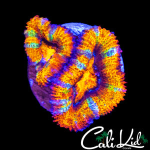 RAINBOW SLICE ACAN DOUBLE