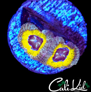 SUPER RARE COLORED ASIAN ACAN DOUBLE
