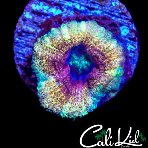 PASTEL RAINBOW ASIAN ACAN