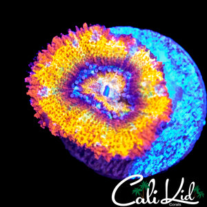 BLINDING RAINBOW ACAN