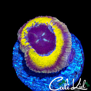 BEN'S PRIVATE COLLECTION ASIAN ACAN