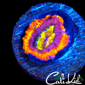 RARE PINK RING ACAN