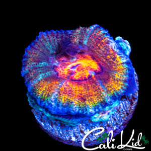 RARE RAINBOW ACAN MORPH W/ BABIES