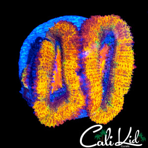 CK UNRELEASED ACAN DOUBLE
