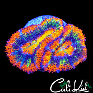 CK UNRELEASED RAINBOW ACAN DOUBLE