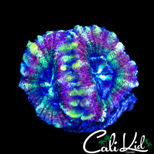 RARE RAINBOW ASIAN ACAN DOUBLE