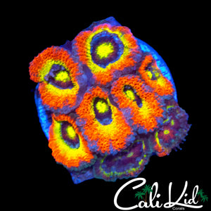 HOLY GRAIL MICROMUSSA MINI COLONY