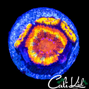 CK UNRELEASED ACAN QUAD
