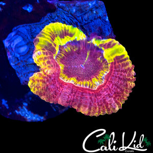 BEN'S PRIVATE COLLECTION SUPER RARE PATTERN ACAN
