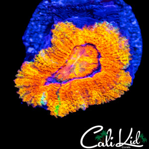 GREEN SPOT RAINBOW ACAN