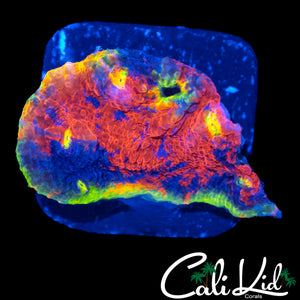 INSANE RAINBOW CHALICE CHUNK