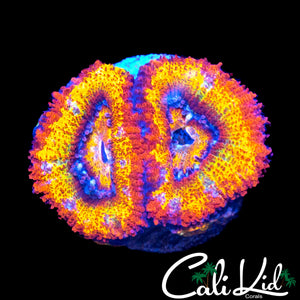 CIRCUS ACAN DOUBLE