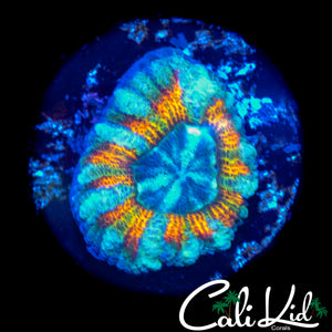 RARE RAINBOW ASIAN ACAN