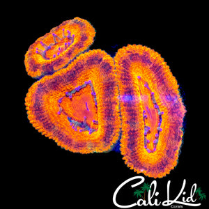 RARE PATTERN ACAN TRIPLE