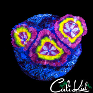 SUPER RARE ASIAN ACAN TRIPLE