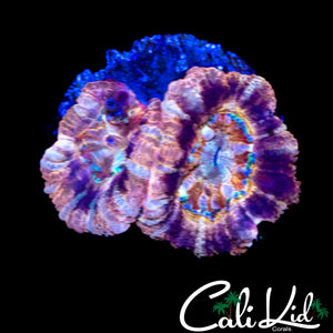 RARE COLORED ASIAN ACAN DOUBLE