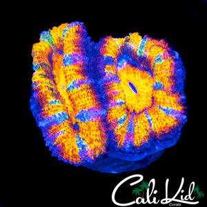 ULTIMATE RAINBOW ACAN DOUBLE
