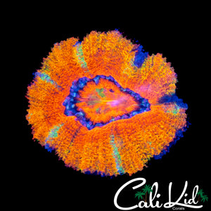 PUMPKIN RAINBOW ACAN