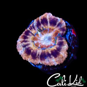SUPER RARE ASIAN ACAN