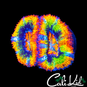 BRIGHTEST RAINBOW ACAN EVER DOUBLE