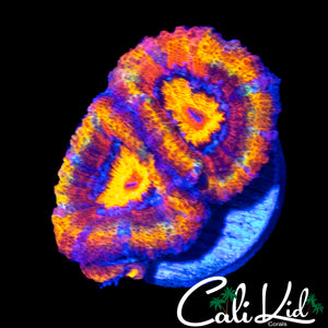 ULTRA RAINBOW ACAN DOUBLE