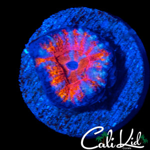 MYSTERY ACAN