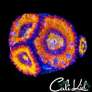 ULTIMATE RAINBOW ACAN QUAD