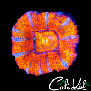 TIGER LILY ACAN