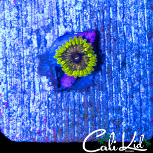 GOLDEN LEOPARD ZOA