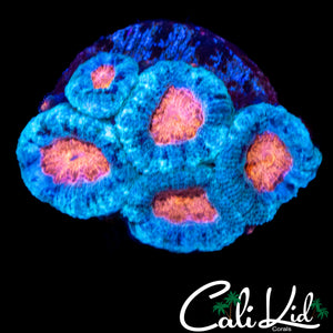 ULTRA ACAN MINI COLONY