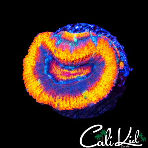 RAINBOW RING ACAN W/ BABIES