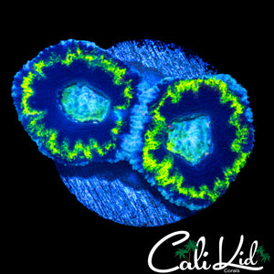 WHITE RING ACAN DOUBLE