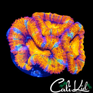 ULTRA RAINBOW ACAN TRIPLE
